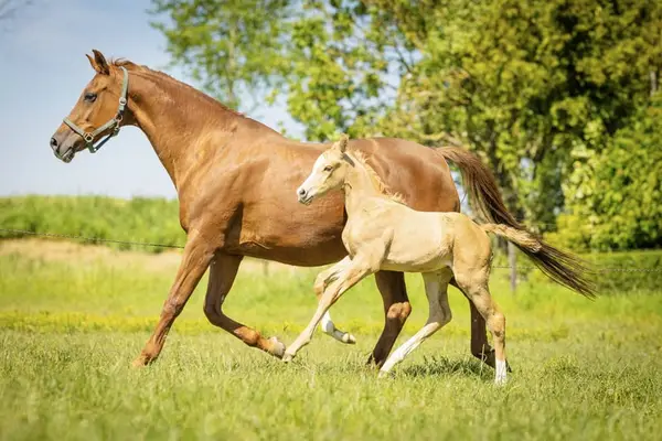 Besonderes Palomino-Stutfohlen