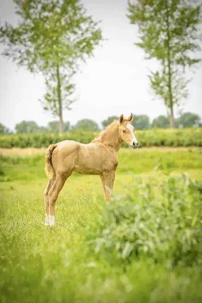 Besonderes Palomino-Stutfohlen