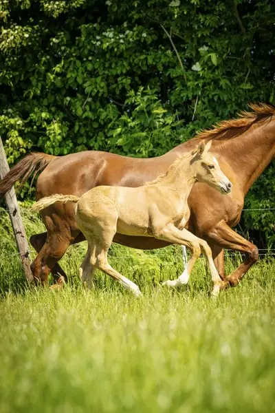 Besonderes Palomino-Stutfohlen