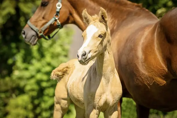 Besonderes Palomino-Stutfohlen