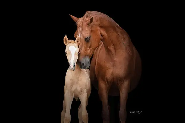 Besonderes Palomino-Stutfohlen