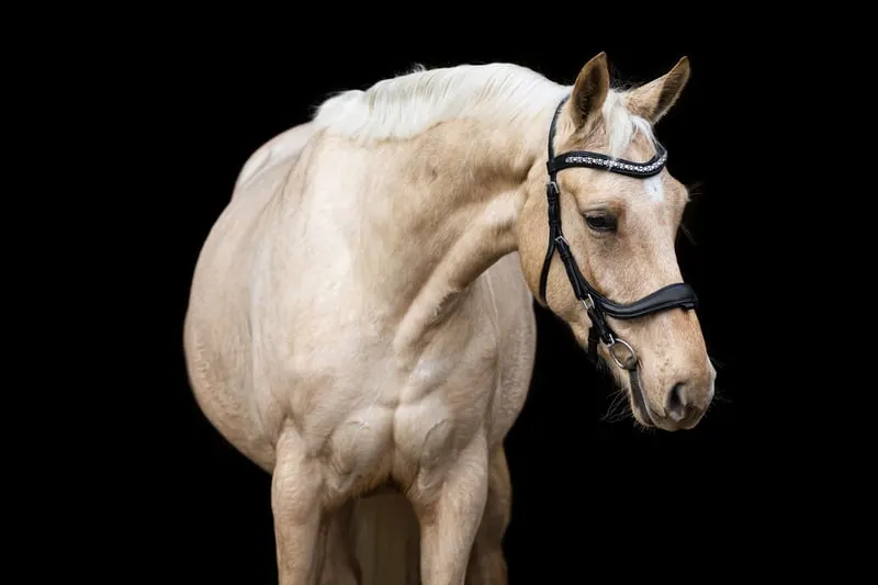 Interessante tragende Palomino-Stute