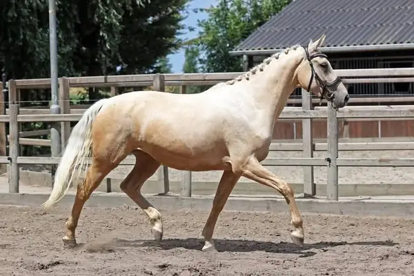 Interessante tragende Palomino-Stute