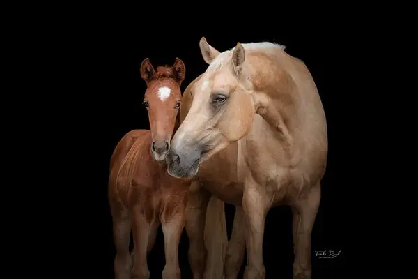 Interessante tragende Palomino-Stute