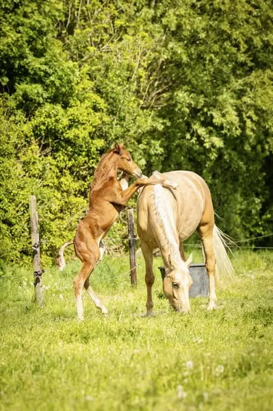 Interessante tragende Palomino-Stute