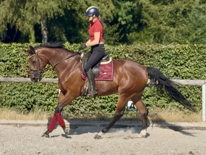 Wunderschöne Stute, Braun, Belgisches Warmblut, Geländeprofi