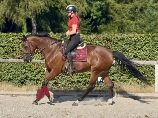 Magnifique jument, alezane, Cheval de sang belge, professionnelle du cross