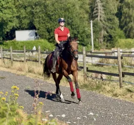 Wunderschöne Stute, Braun, Belgisches Warmblut, Geländeprofi
