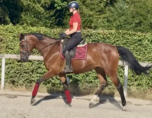 Wunderschöne Stute, Braun, Belgisches Warmblut, Geländeprofi
