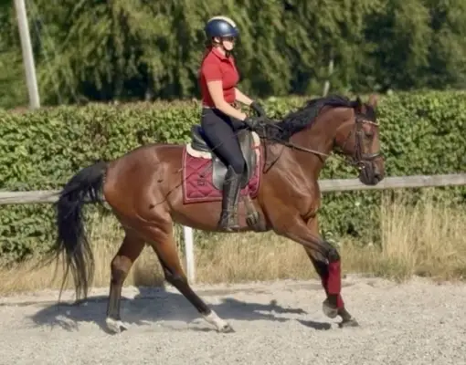 Wunderschöne Stute, Braun, Belgisches Warmblut, Geländeprofi