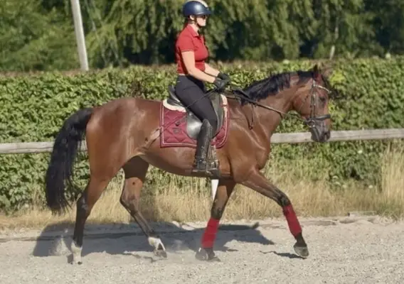 Wunderschöne Stute, Braun, Belgisches Warmblut, Geländeprofi