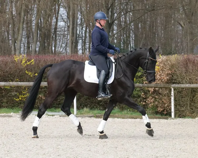 Reitunterricht, Longenstunden, Gruppenstunden, Springunterricht,