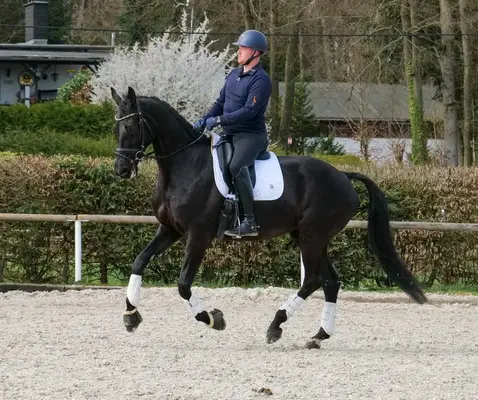 Reitunterricht, Longenstunden, Gruppenstunden, Springunterricht,