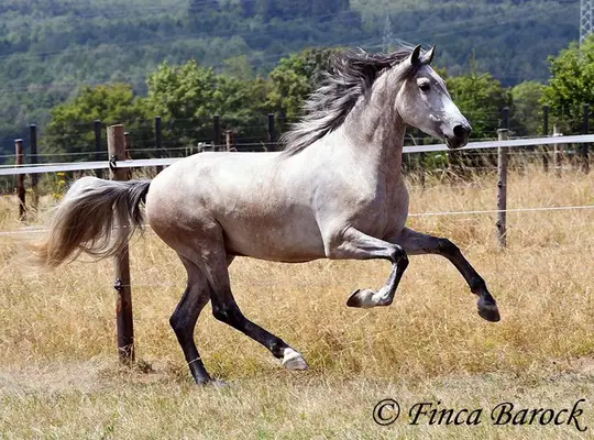 Súper bonito y cómodo caballo joven castrado con carácter amable