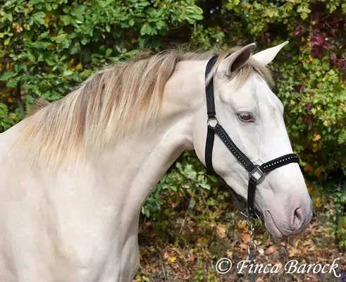 Andalusier in besonderer Jacke - Pearl, verschmust mit guten GGA