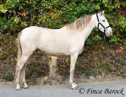Andalusier in besonderer Jacke - Pearl, verschmust mit guten GGA