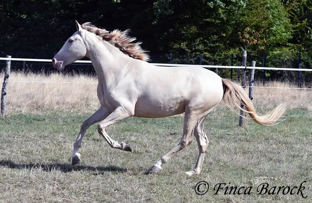 Andalusier in besonderer Jacke - Pearl, verschmust mit guten GGA