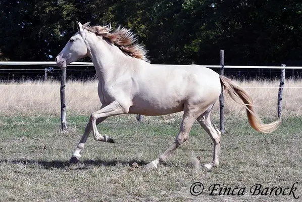Andalusier in besonderer Jacke - Pearl, verschmust mit guten GGA