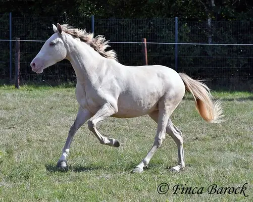 Andalusier in besonderer Jacke - Pearl, verschmust mit guten GGA