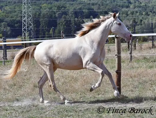 Andalusier in besonderer Jacke - Pearl, verschmust mit guten GGA