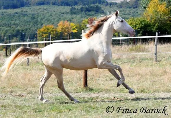 Andalusier in besonderer Jacke - Pearl, verschmust mit guten GGA