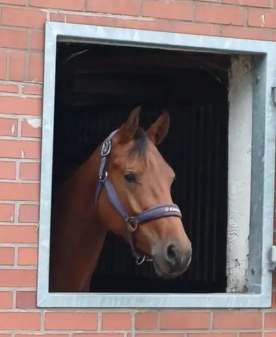 Cheval de dame idéal
