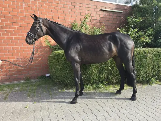 Oldenburger Stute für Sport & Zucht