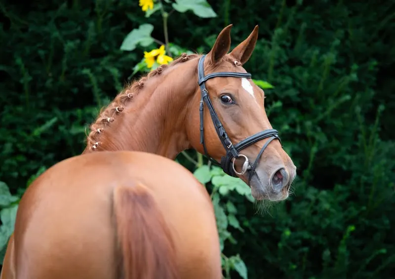 liebevolle, leichtrittige Stute von Best of Gold