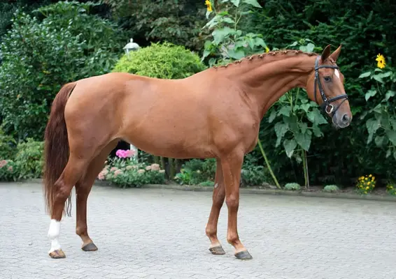 liebevolle, leichtrittige Stute von Best of Gold