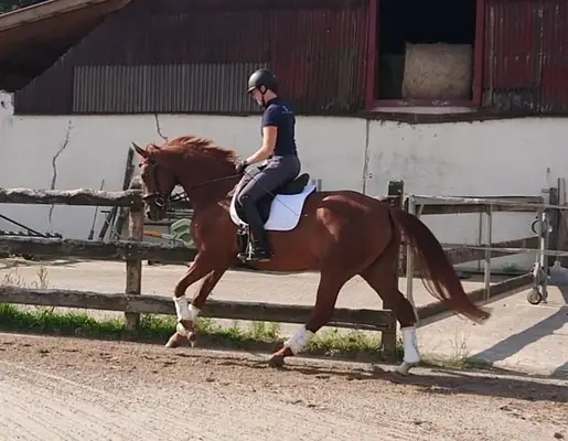liebevolle, leichtrittige Stute von Best of Gold