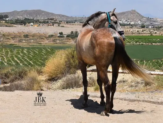 Súper cariñoso caballo PRE