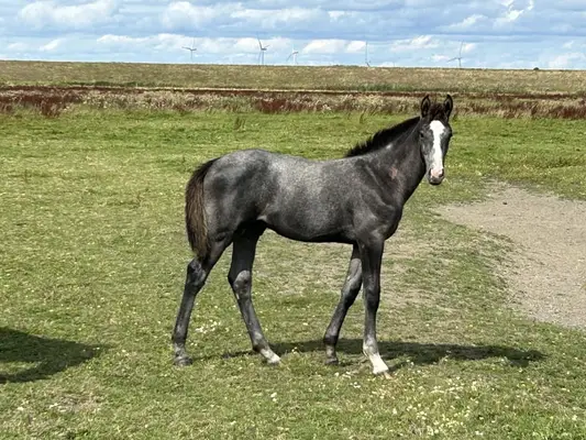 Stallion foal with potential for sale