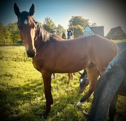 stylish stallion with excellent lineage