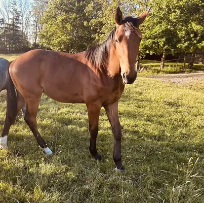 schicker Hengst mit toller Abstammung