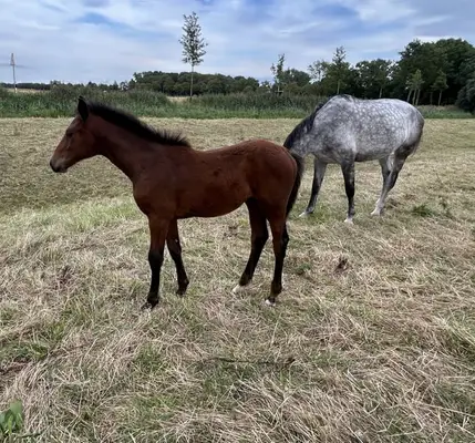Weanling filly by Uncle Joe with potential for sale!