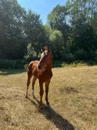 Hengstfohlen von Jasper