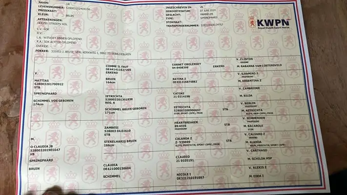 Königlicher Wallach der Niederlande in braunem Jacket