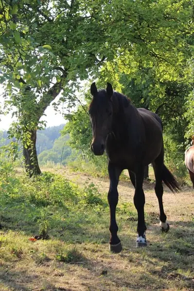 Zweijähriger Hengst von For Romance