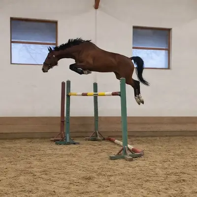 Springpferd , Sportpferd,