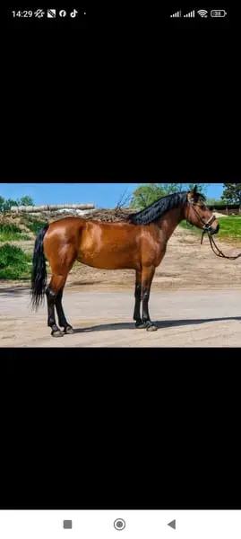 Pony para enamorarse