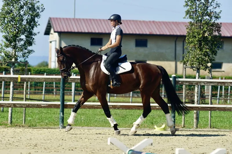 8-Jähriger, schicker Wallach, 145cm platziert, anfängergeeignet