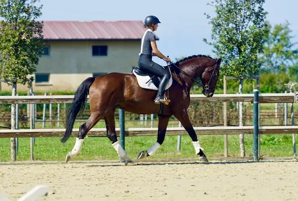 8-Jähriger, schicker Wallach, 145cm platziert, anfängergeeignet