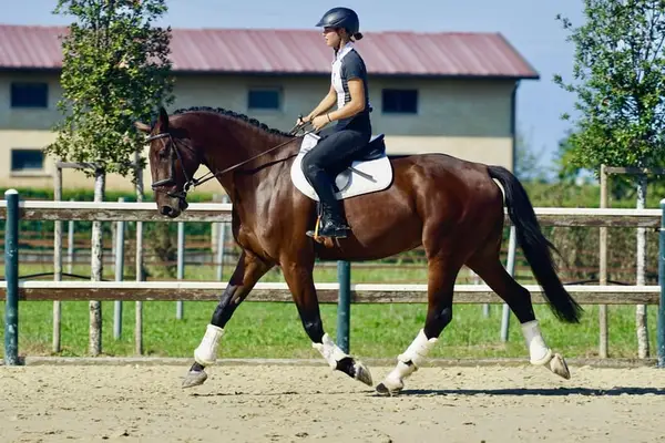 8-Jähriger, schicker Wallach, 145cm platziert, anfängergeeignet