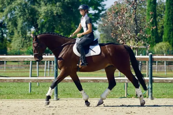 8-Jähriger, schicker Wallach, 145cm platziert, anfängergeeignet