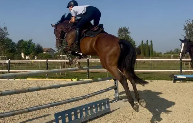 Super schickes Sportpferd mit Perspektive