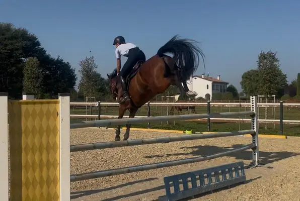 Super schickes Sportpferd mit Perspektive