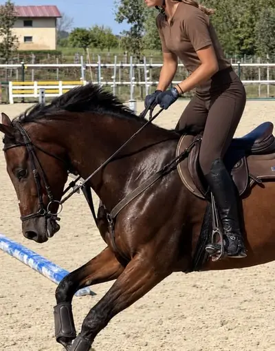Super schickes Sportpferd mit Perspektive