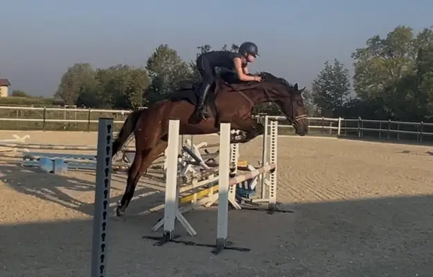 Super schickes Sportpferd mit Perspektive