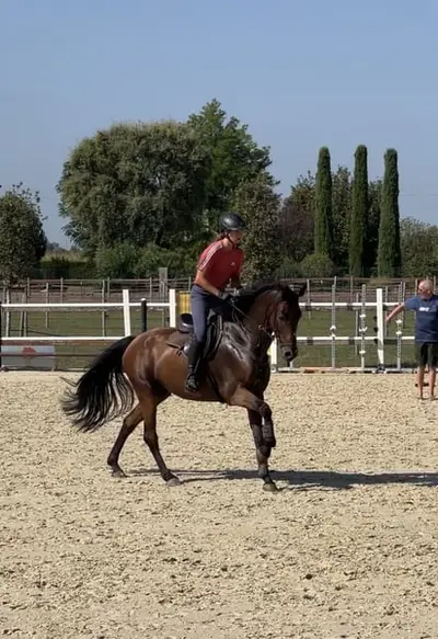 Super schickes Sportpferd mit Perspektive