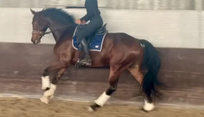 Super schickes Sportpferd mit Perspektive